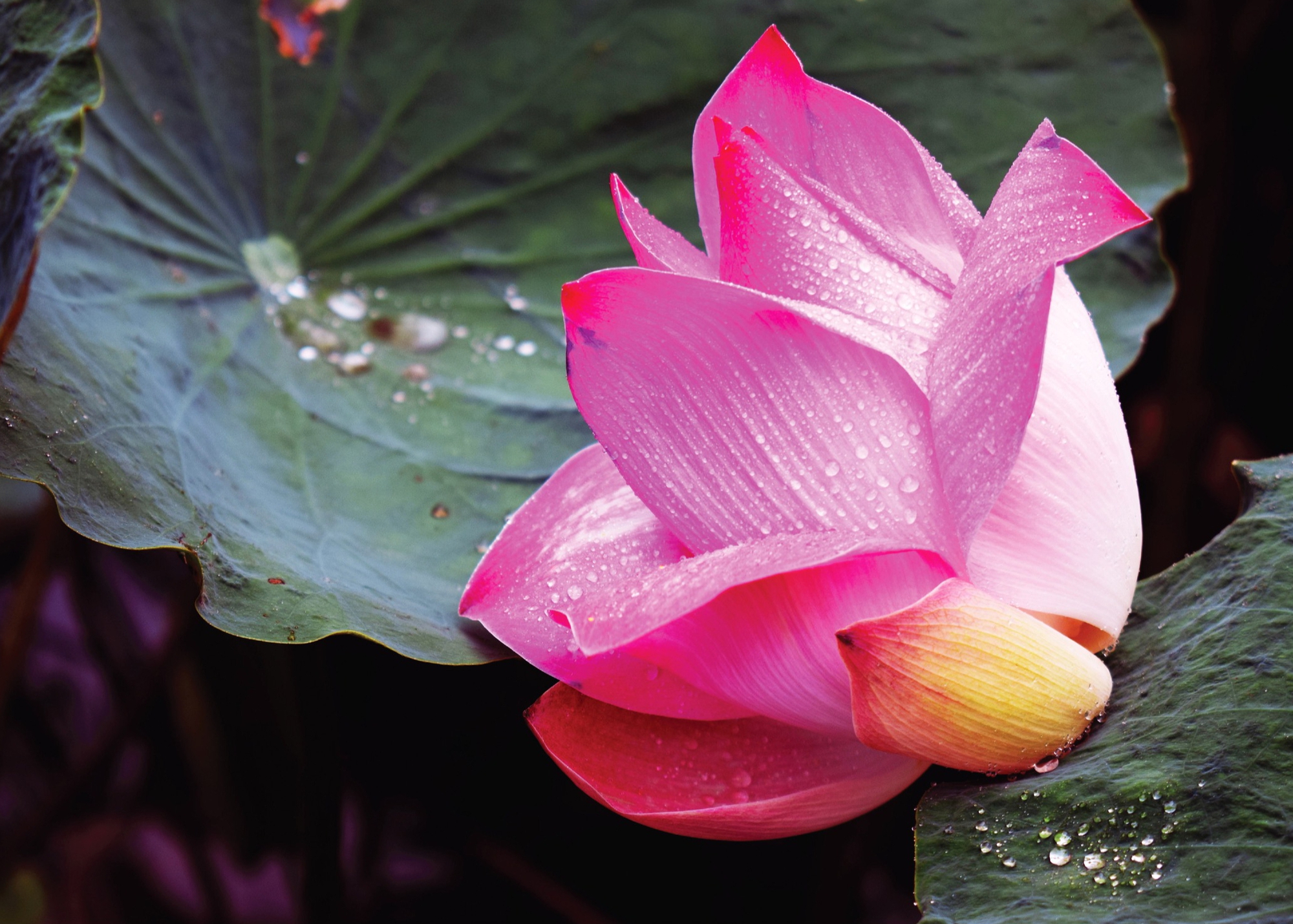 Cuộc sống muôn màu qua góc nhìn nhiếp ảnh của người cao tuổi - Ảnh 9.