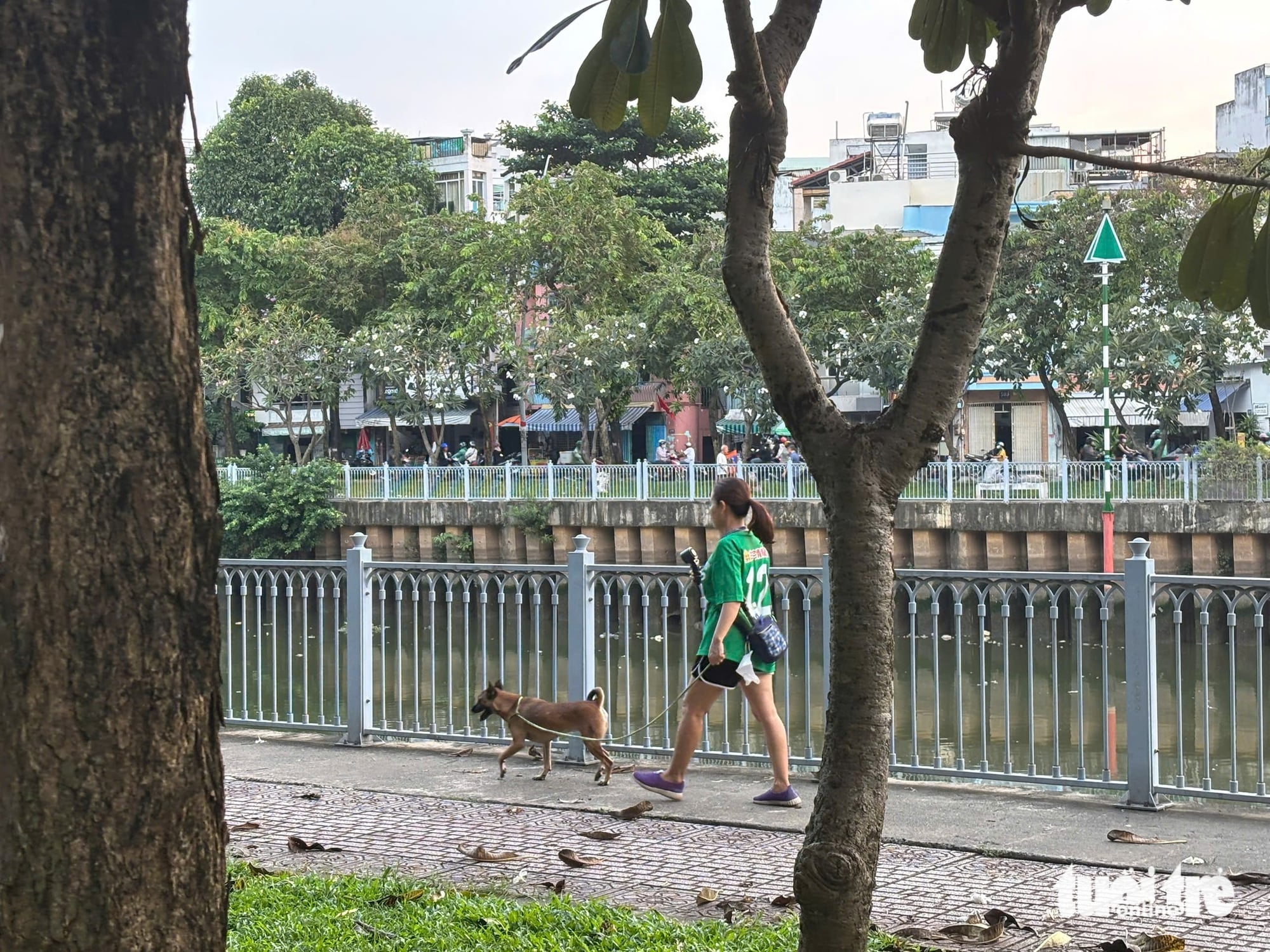 Unleashed dogs along Nhieu Loc - Thi Nghe Canal in Ho Chi Minh City spark safety concerns - Ảnh 4.