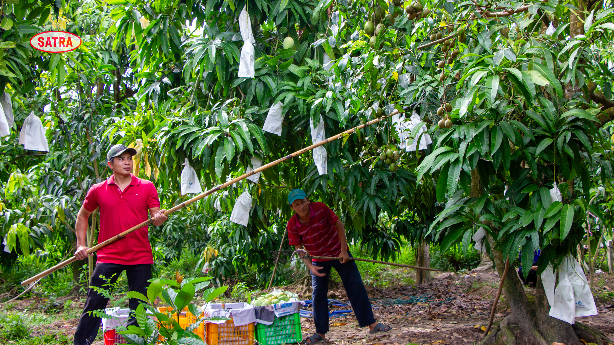 CEO SATRA chia sẻ về chiến lược làm đầu mối cho hàng Việt vươn xa - Ảnh 4.