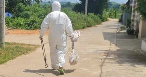 chó dại - Ảnh 1.