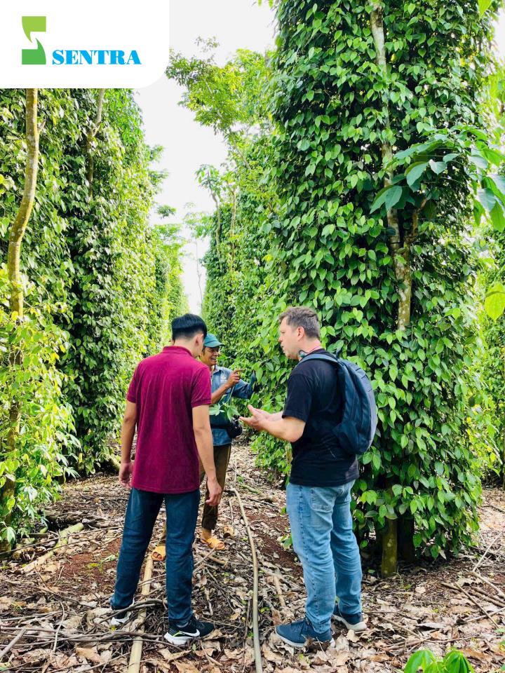 Sentra - bạn đồng hành của nhà nông - Ảnh 2.