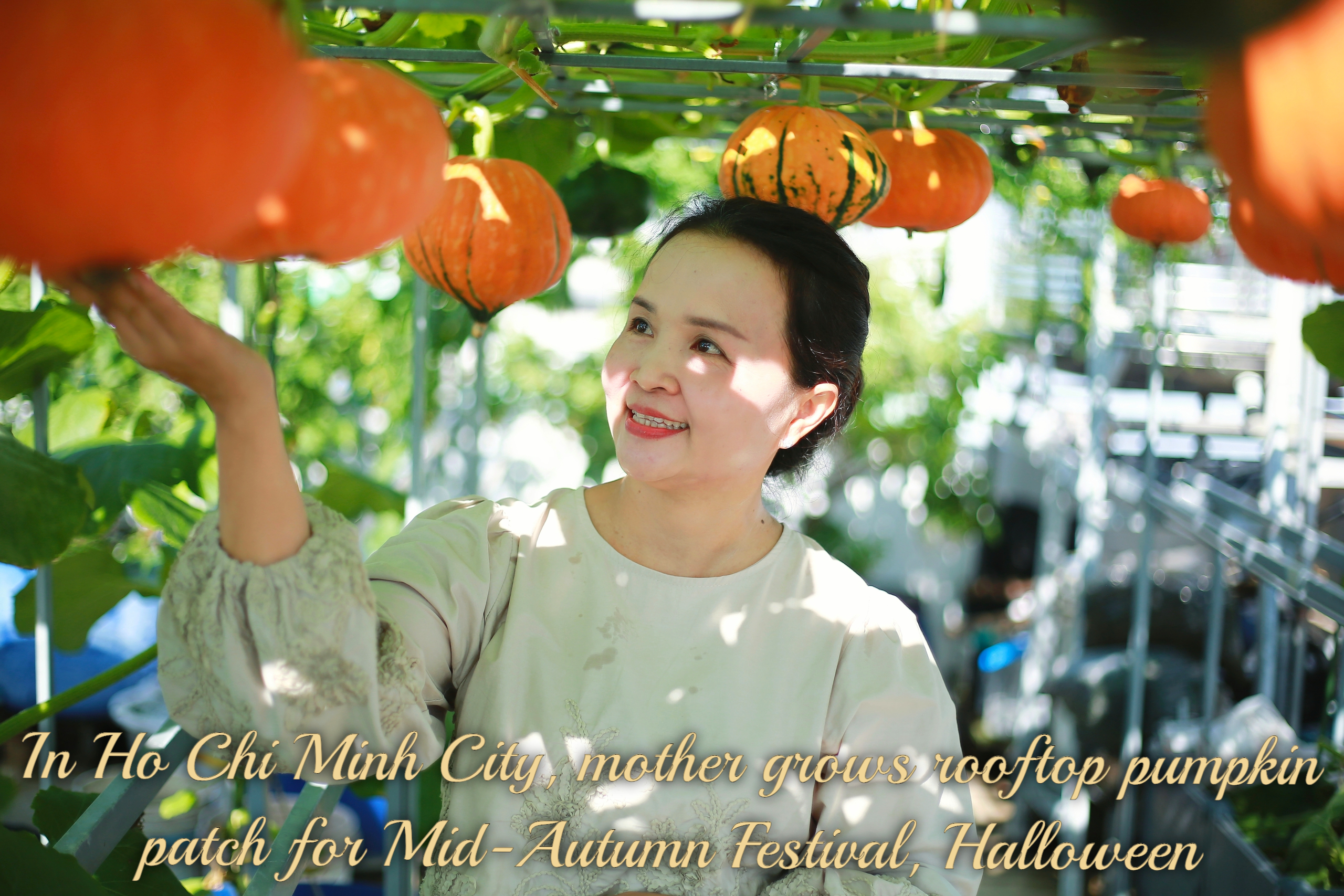 In Ho Chi Minh City, mother grows rooftop pumpkin patch for Mid-Autumn Festival, Halloween