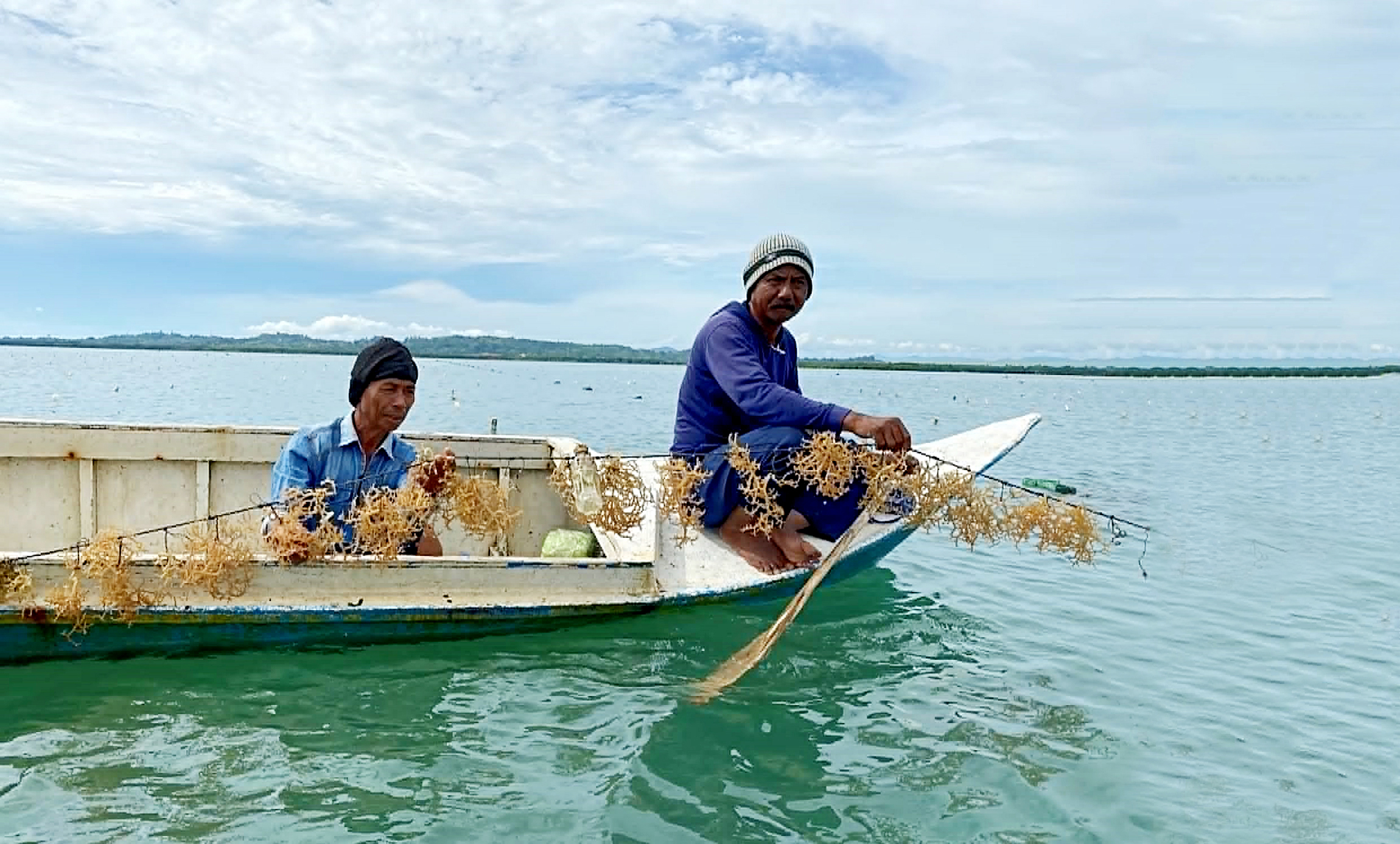 Rong biển ngôi sao mới của nền kinh tế xanh - Ảnh 1. rong biển - Ảnh 1.