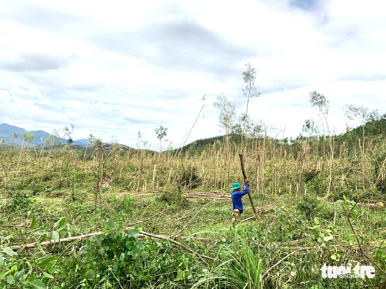 Đồi keo xanh bạt ngàn nay xác xơ gãy ngang thân vì bão Bualoi - Ảnh 1.