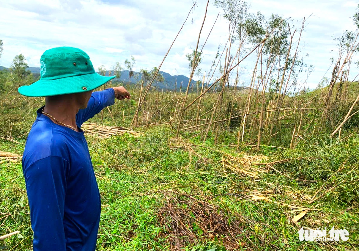 Đồi keo xanh bạt ngàn nay xác xơ gãy ngang thân vì bão Bualoi - Ảnh 2.