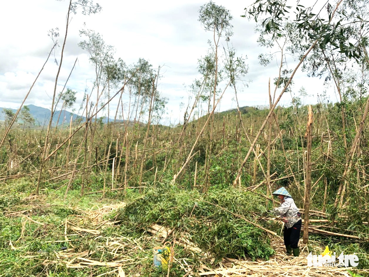 Đồi keo xanh bạt ngàn nay xác xơ gãy ngang thân vì bão Bualoi - Ảnh 3.