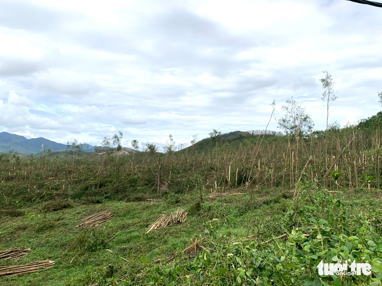 Đồi keo xanh bạt ngàn nay xác xơ gãy ngang thân vì bão Bualoi - Ảnh 4.