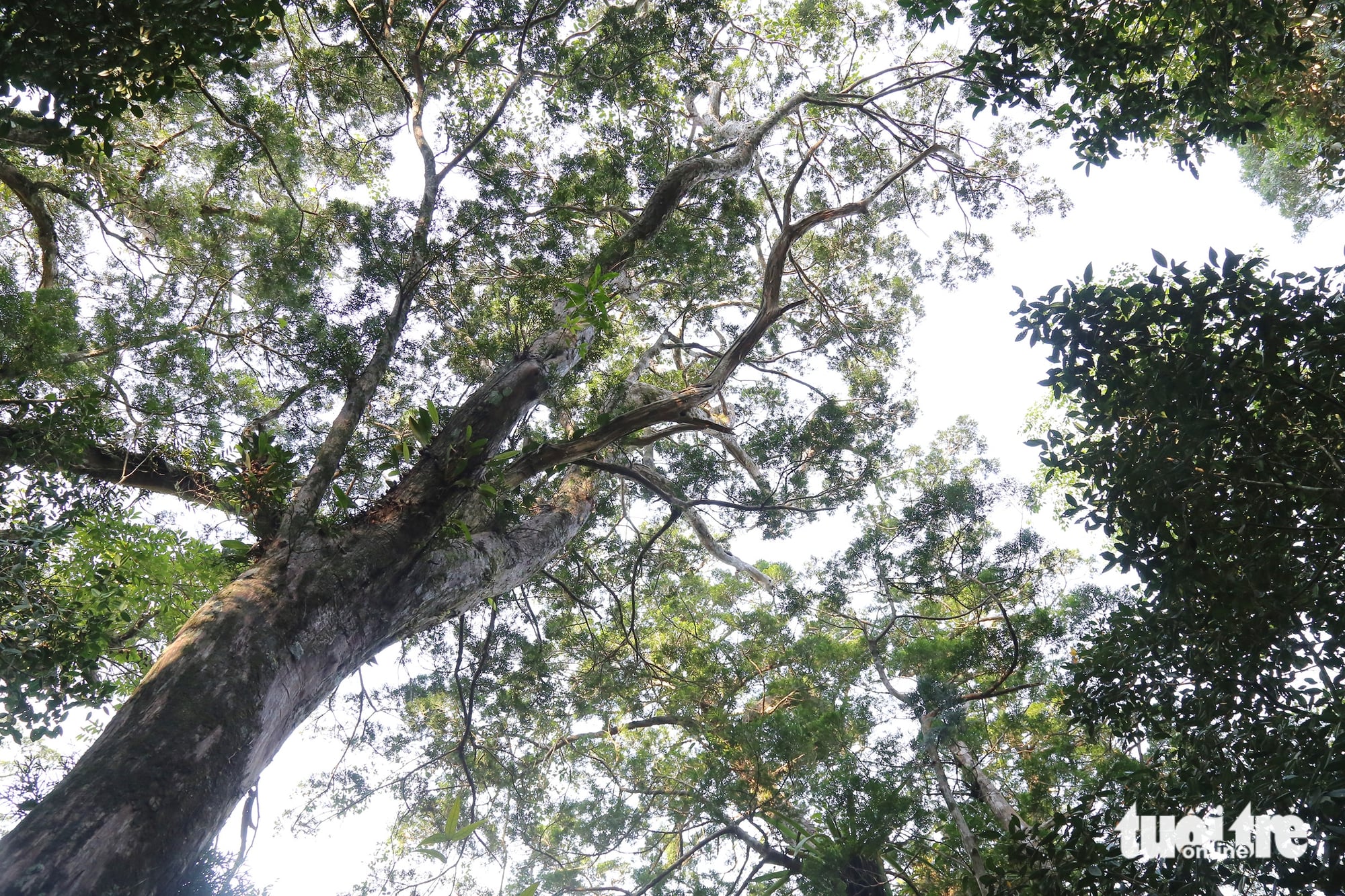Vietnam’s Quang Tri to open 2,000ha ancient forest, ethnic village to eco-tourism - Ảnh 6. Vietnam’s Quang Tri to open 2,000ha ancient forest, ethnic village to eco-tourism - Ảnh 6.