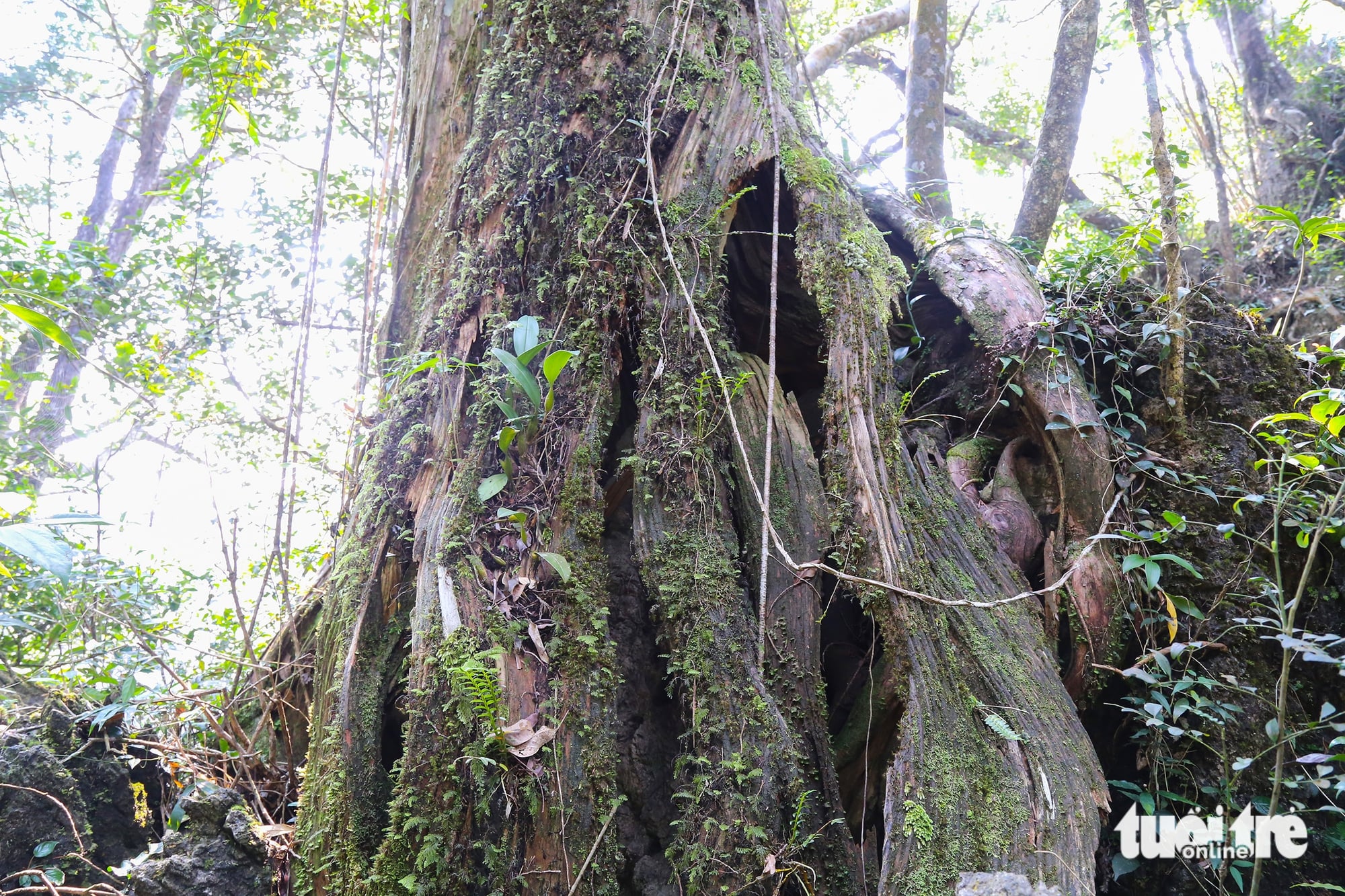 Vietnam’s Quang Tri to open 2,000ha ancient forest, ethnic village to eco-tourism - Ảnh 3. Vietnam’s Quang Tri to open 2,000ha ancient forest, ethnic village to eco-tourism - Ảnh 3.