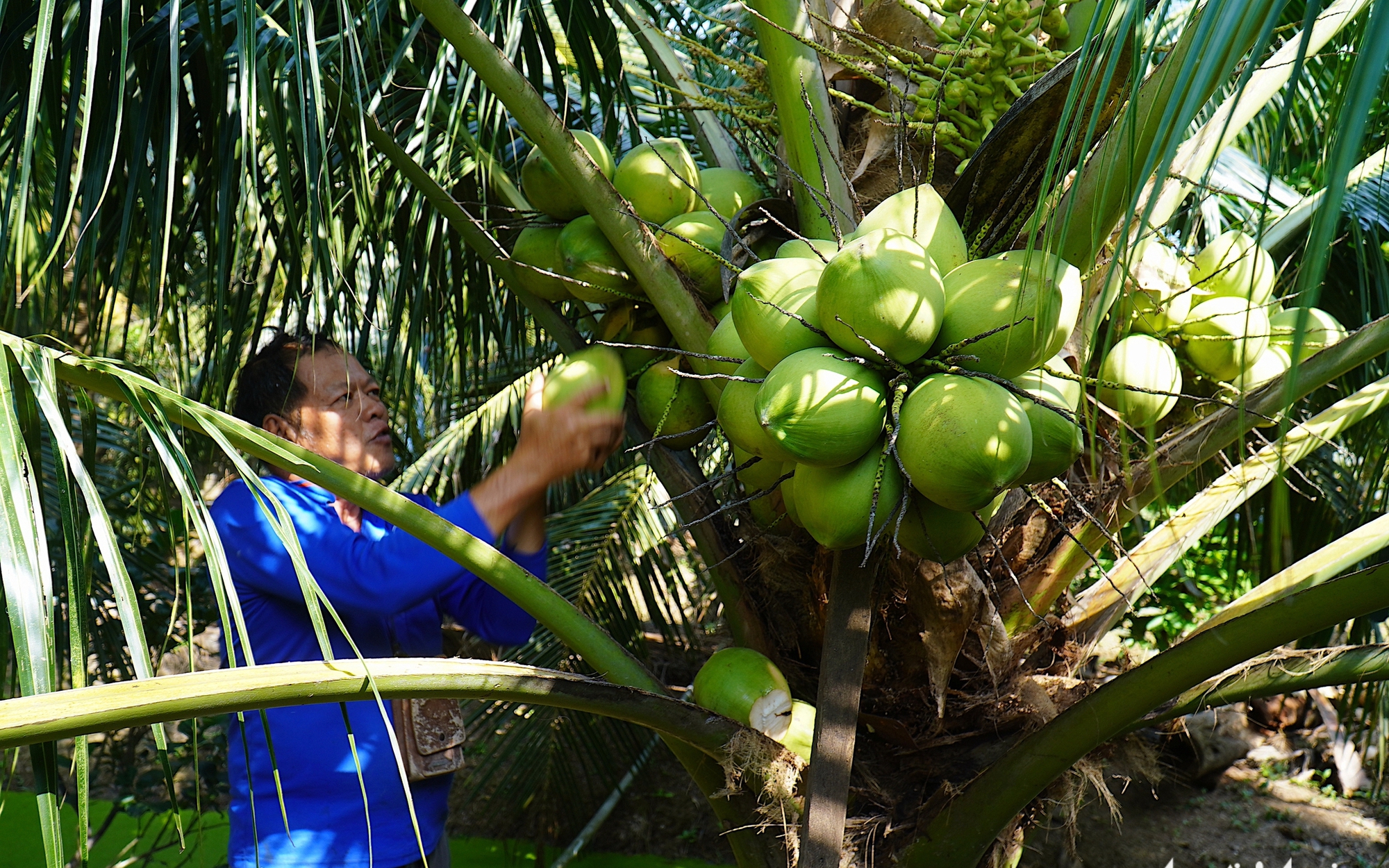 Vietnam’s coconut industry targets greener, low-emission growth- Ảnh 2. Vietnam’s coconut industry targets greener, low-emission growth- Ảnh 2.