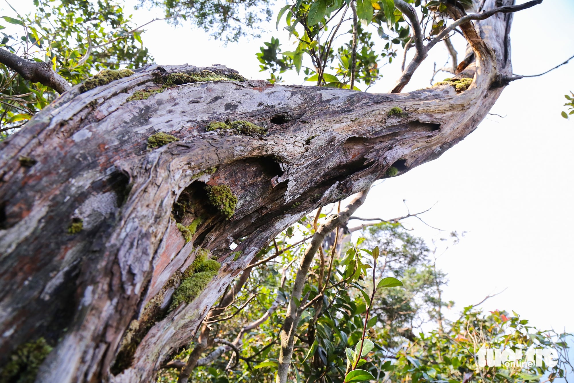Vietnam’s Quang Tri to open 2,000ha ancient forest, ethnic village to eco-tourism - Ảnh 4. Vietnam’s Quang Tri to open 2,000ha ancient forest, ethnic village to eco-tourism - Ảnh 4.