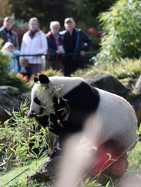 French zoo workers say their goodbyes as two pandas head to retirement in China - Ảnh 3. French zoo workers say their goodbyes as two pandas head to retirement in China - Ảnh 3.