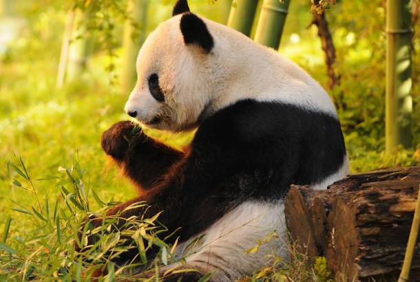 gấu trúc - Ảnh 2.