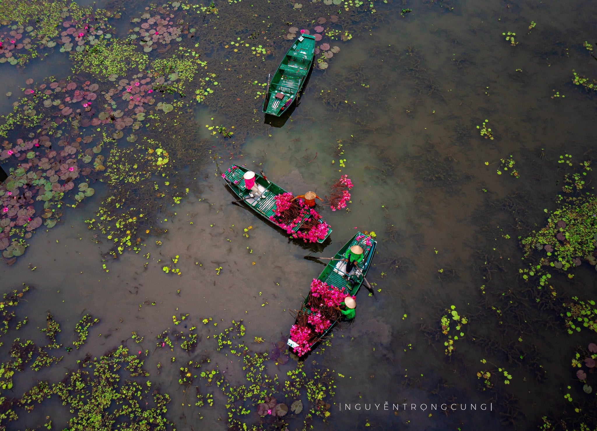 Water lilies paint Tam Coc in vibrant hues, stun visitors to Vietnam’s Ninh Binh- Ảnh 5. Water lilies paint Tam Coc in vibrant hues, stun visitors to Vietnam’s Ninh Binh- Ảnh 5.