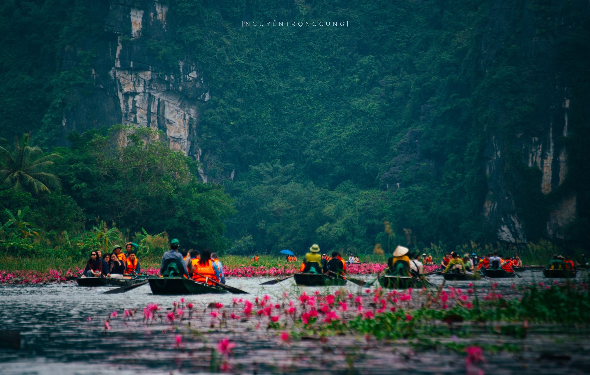 Water lilies paint Tam Coc in vibrant hues, stun visitors to Vietnam’s Ninh Binh- Ảnh 7. Water lilies paint Tam Coc in vibrant hues, stun visitors to Vietnam’s Ninh Binh- Ảnh 7.