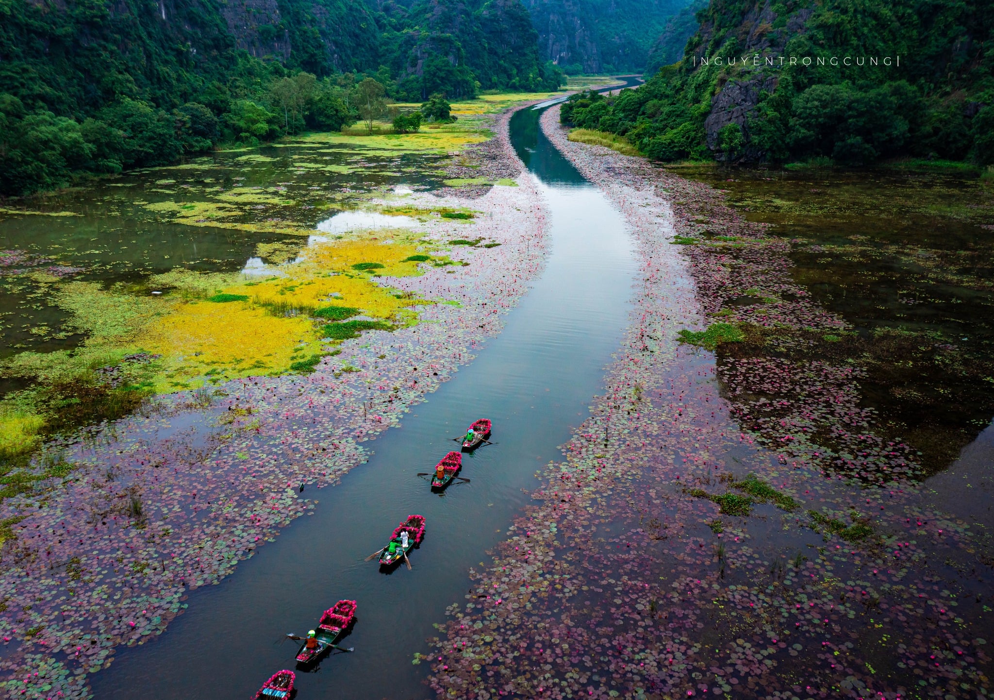 Water lilies paint Tam Coc in vibrant hues, stun visitors to Vietnam’s Ninh Binh- Ảnh 1. Water lilies paint Tam Coc in vibrant hues, stun visitors to Vietnam’s Ninh Binh- Ảnh 1.