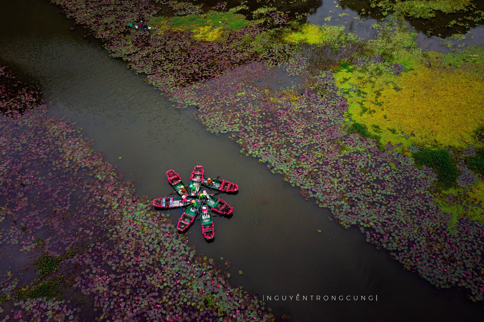 Water lilies paint Tam Coc in vibrant hues, stun visitors to Vietnam’s Ninh Binh- Ảnh 2. Water lilies paint Tam Coc in vibrant hues, stun visitors to Vietnam’s Ninh Binh- Ảnh 2.