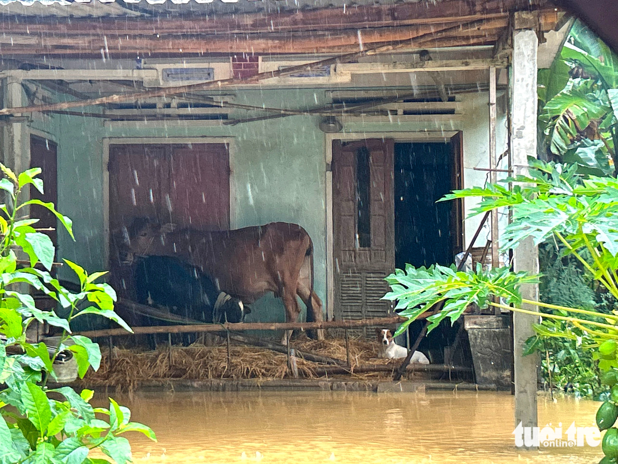 sông Thu Bồn - Ảnh 4.