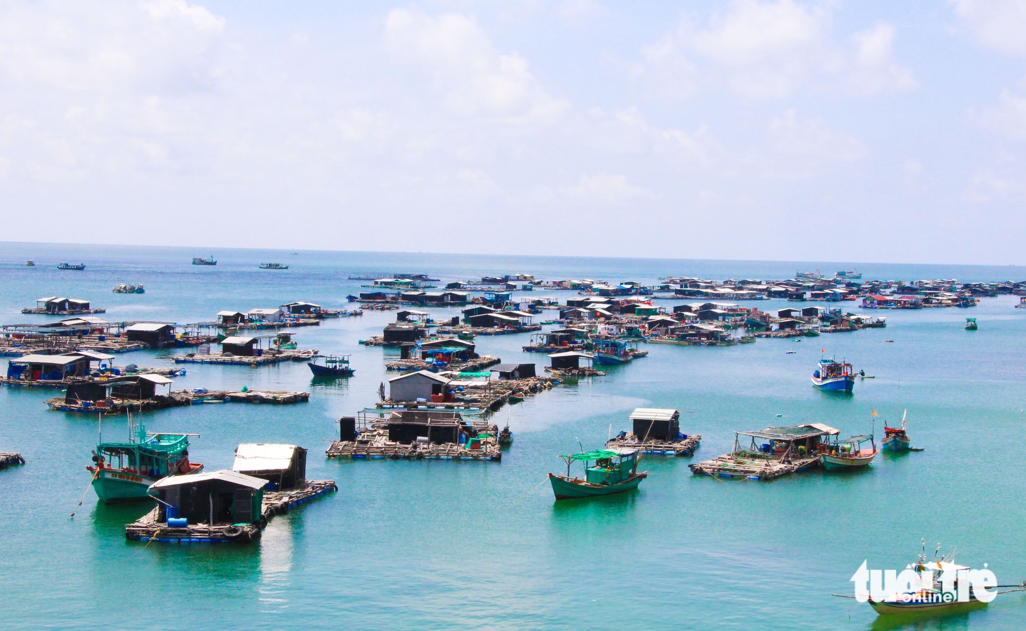 Dân nuôi thủy sản ở Phú Quốc vui vì giá cá bớp, nhiều người không đủ hàng để bán - Ảnh 2.