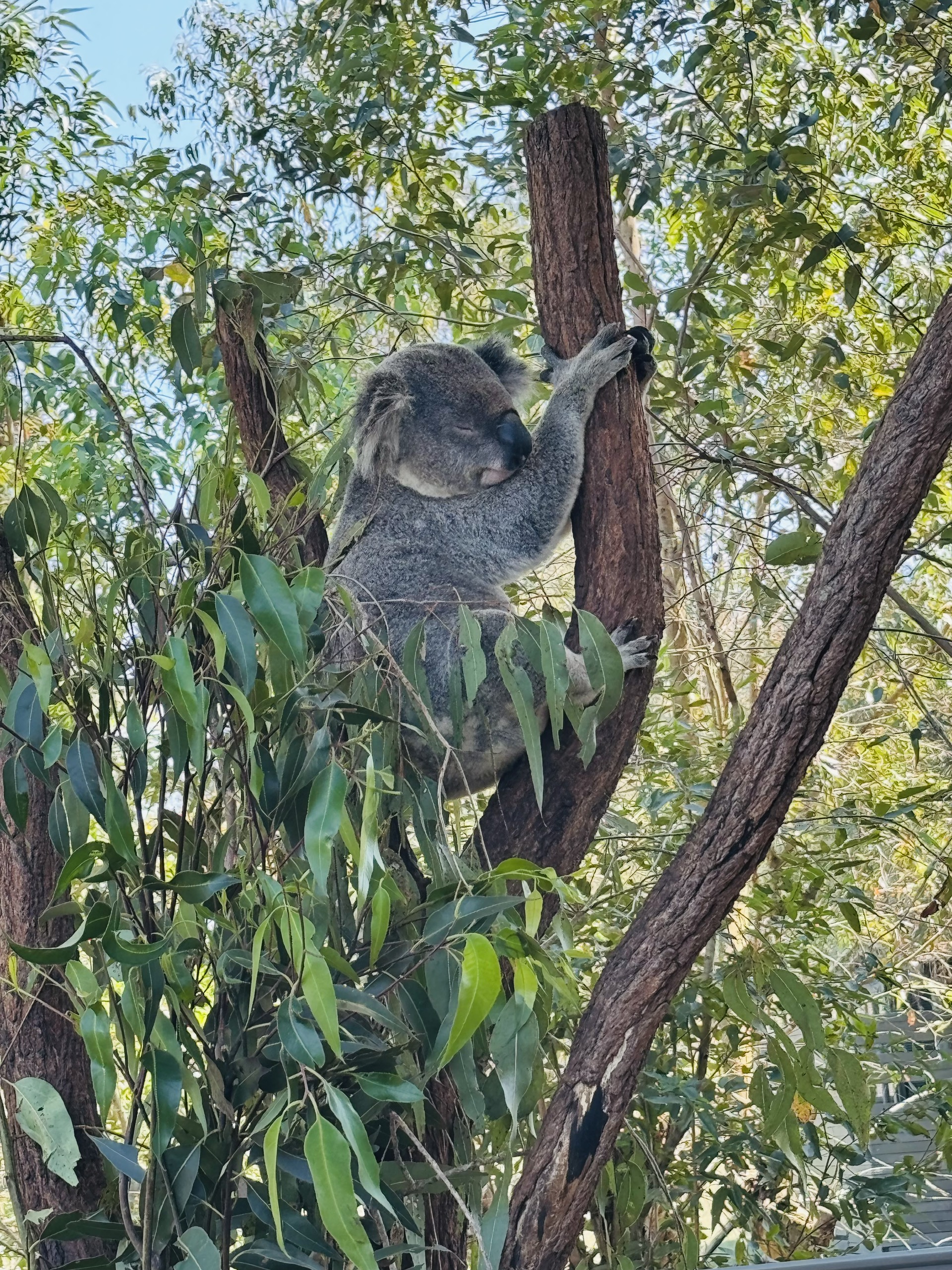 Từ Story Bridge đến đảo Tangalooma: hành trình chạm vào trái tim Brisbane - Ảnh 14.
