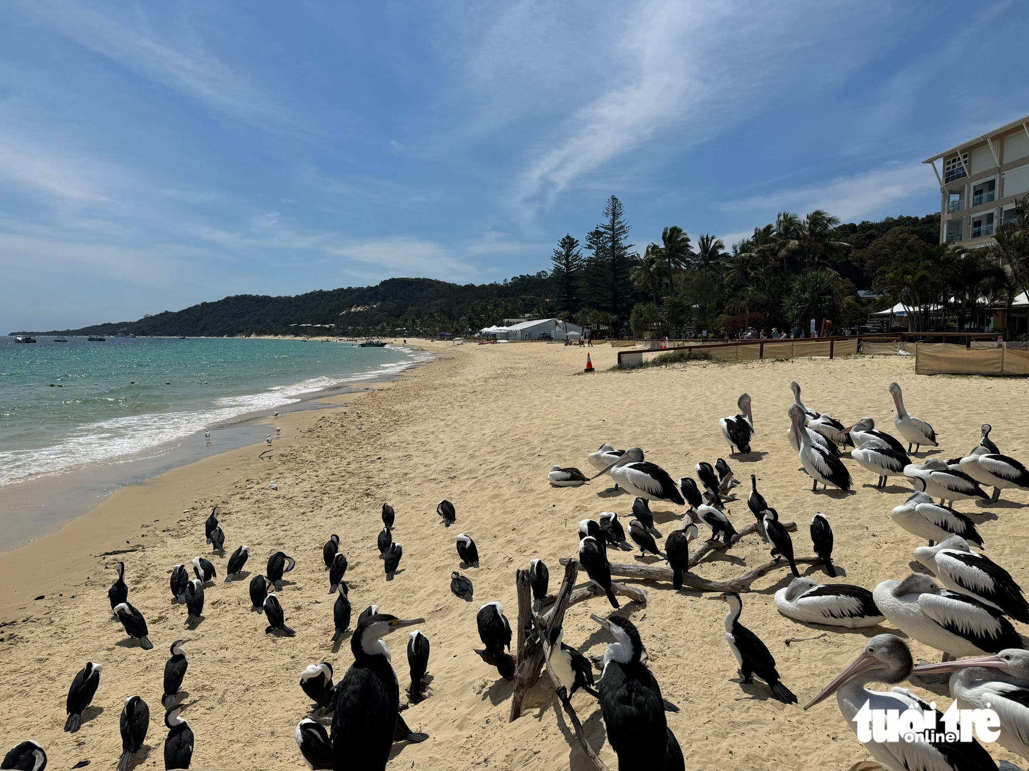 Từ Story Bridge đến đảo Tangalooma: hành trình chạm vào trái tim Brisbane - Ảnh 10.