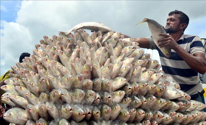cá hilsa - Ảnh 1.