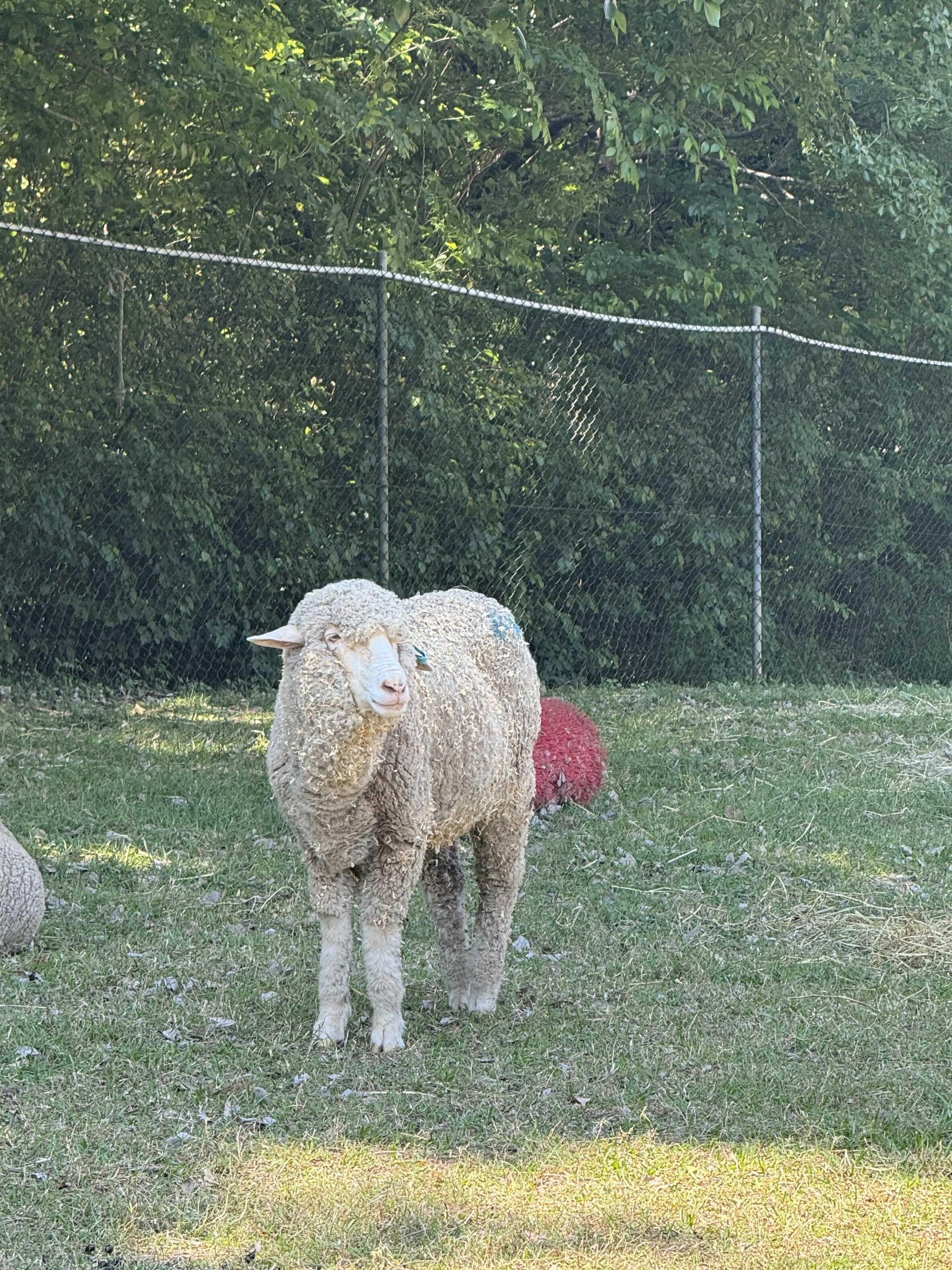 Từ Story Bridge đến đảo Tangalooma: hành trình chạm vào trái tim Brisbane - Ảnh 15.
