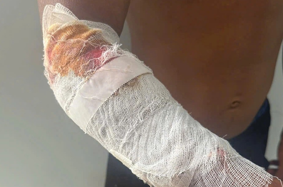 cá sấu - Ảnh 1.