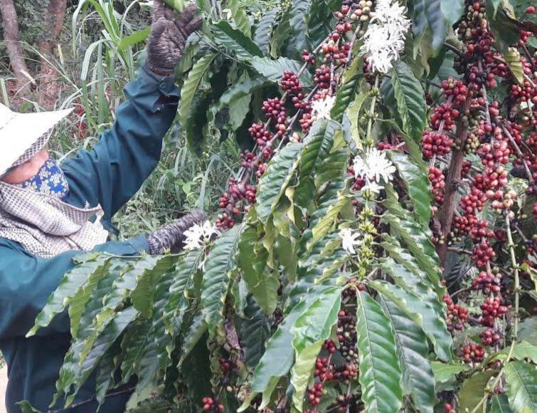 Xuất khẩu cà phê đạt kỷ lục nhưng năm tới liệu có còn 'ngon ăn'? - Ảnh 1.