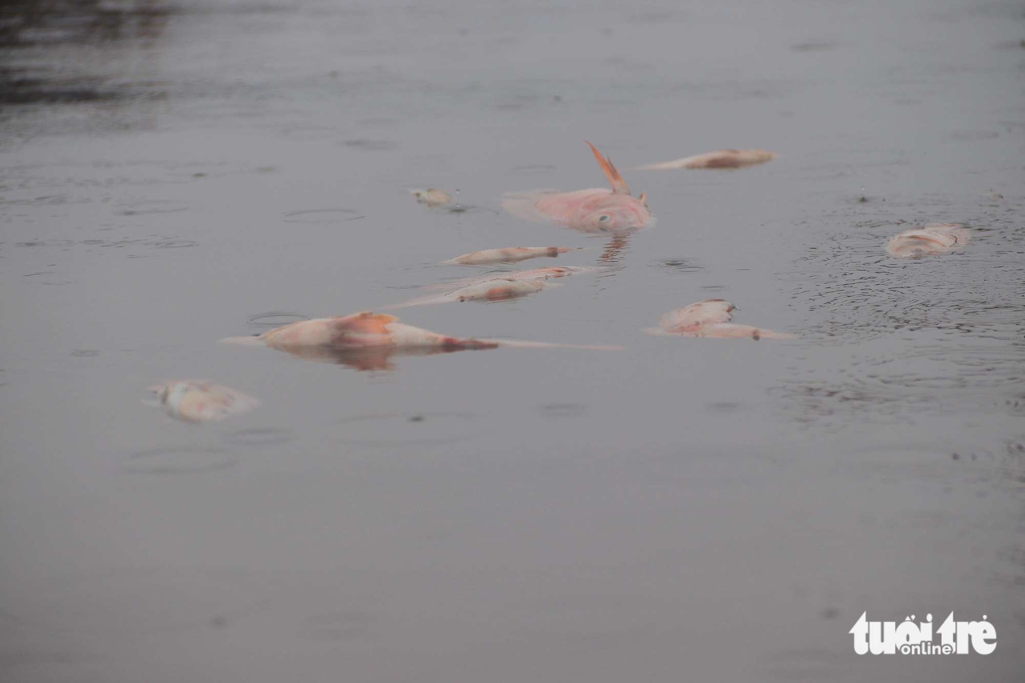cá chết - Ảnh 4.