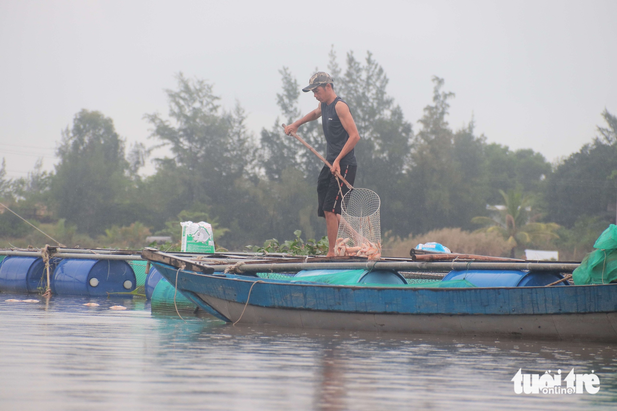 cá chết - Ảnh 5.