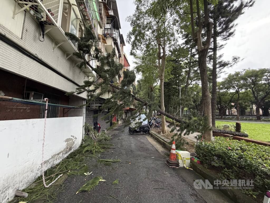 Bão Phượng Hoàng - Ảnh 7.