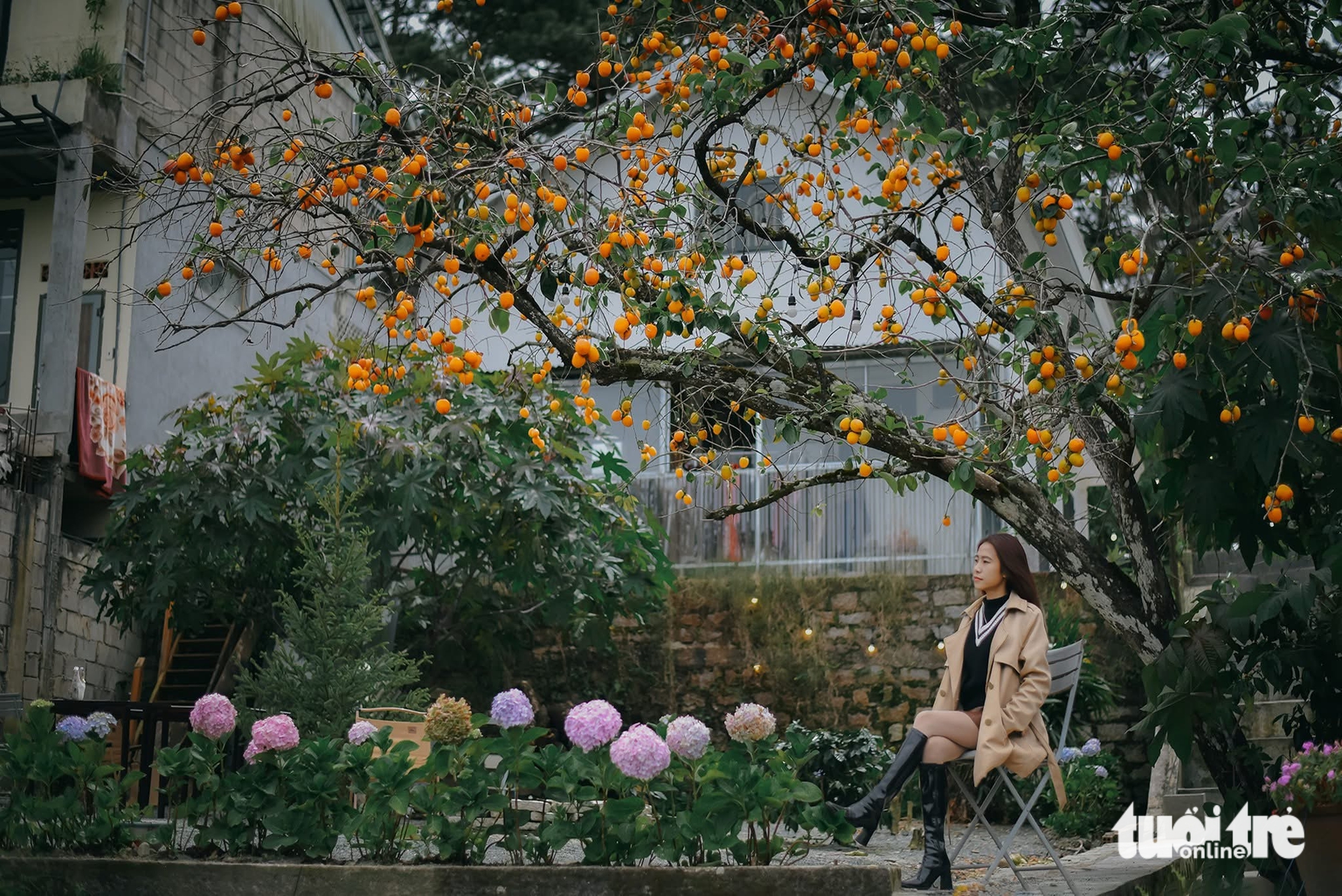 Vườn hồng Đà Lạt, nơi ai bước vào cũng hóa đoan trang- Ảnh 2. Vườn hồng Đà Lạt, nơi ai bước vào cũng hóa đoan trang- Ảnh 2.