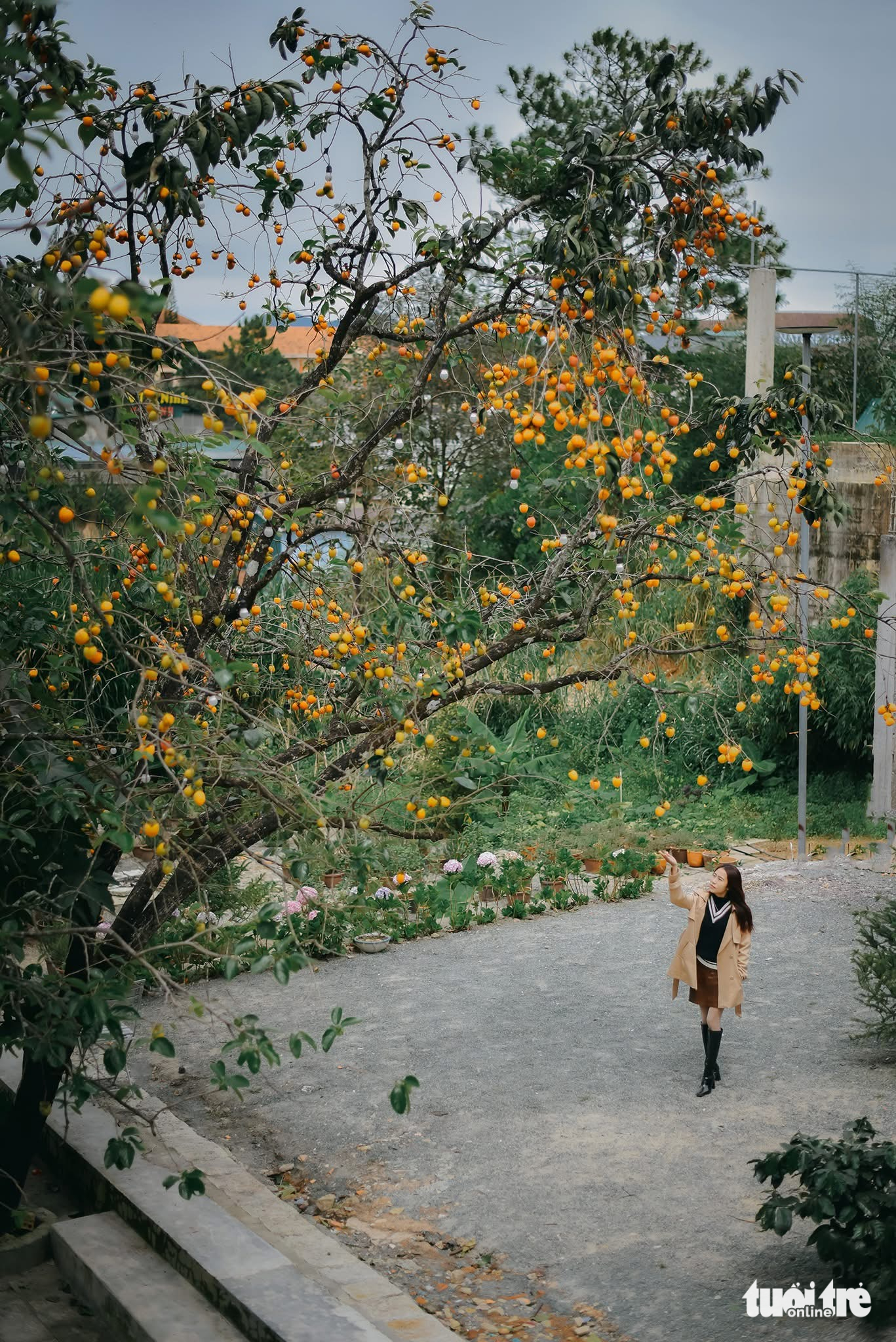Vườn hồng Đà Lạt, nơi ai bước vào cũng hóa đoan trang- Ảnh 4. Vườn hồng Đà Lạt, nơi ai bước vào cũng hóa đoan trang- Ảnh 4.