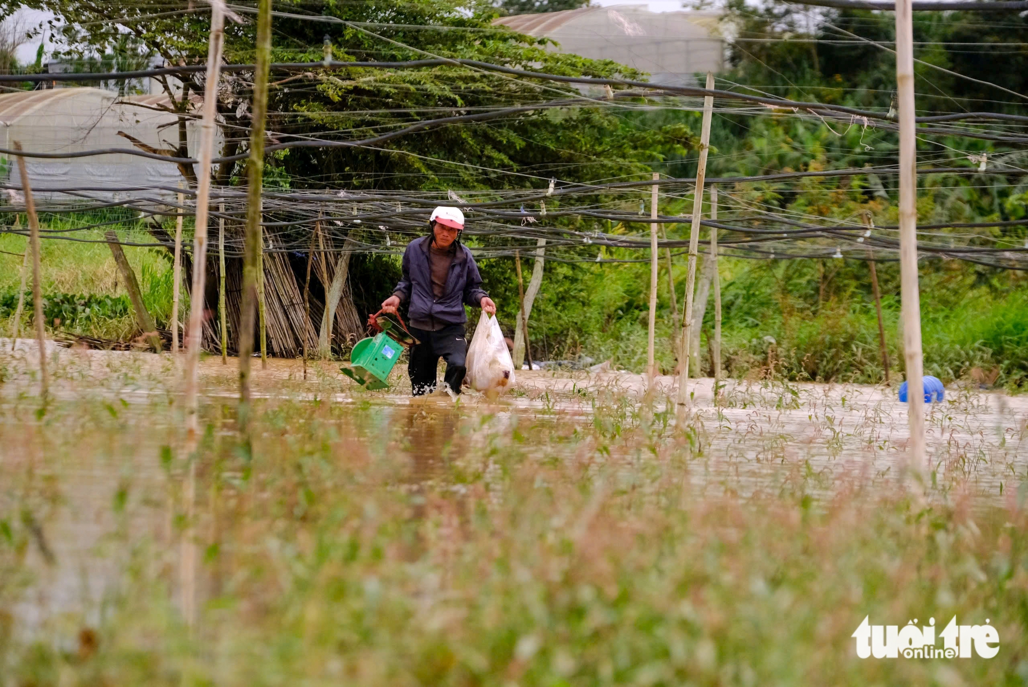 Vùng rau Đà Lạt nhiều nơi ngập trắng - Ảnh 1.