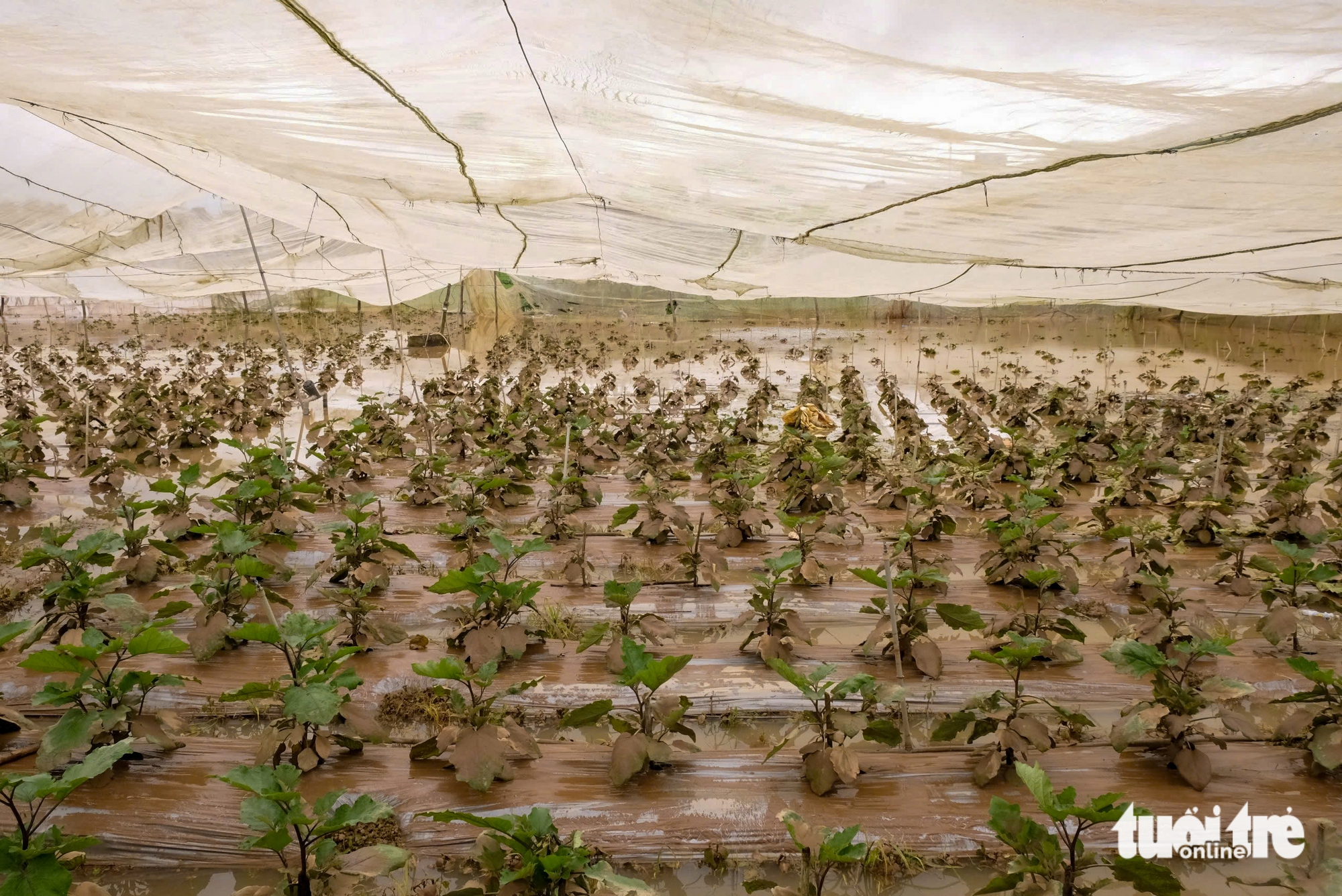 Vùng rau Đà Lạt nhiều nơi ngập trắng - Ảnh 4.