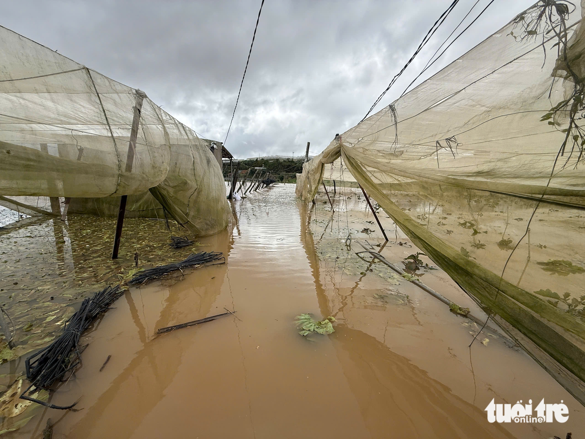 Chủ trang trại cá tầm ở Lâm Đồng bị lũ cuốn mất tích - Ảnh 1.