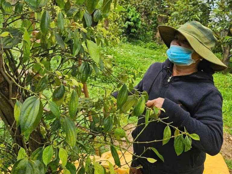 hồ tiêu - Ảnh 1.