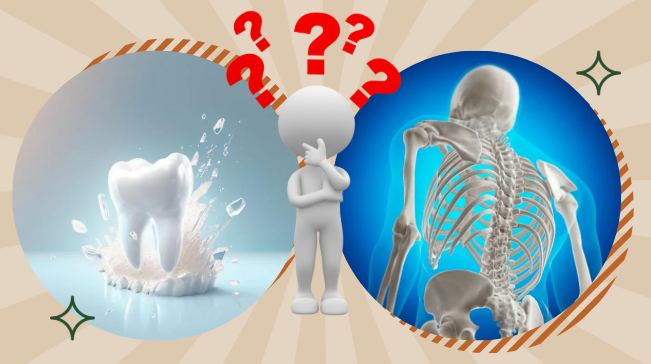 Vì sao răng không được xem là xương? - Ảnh 1.