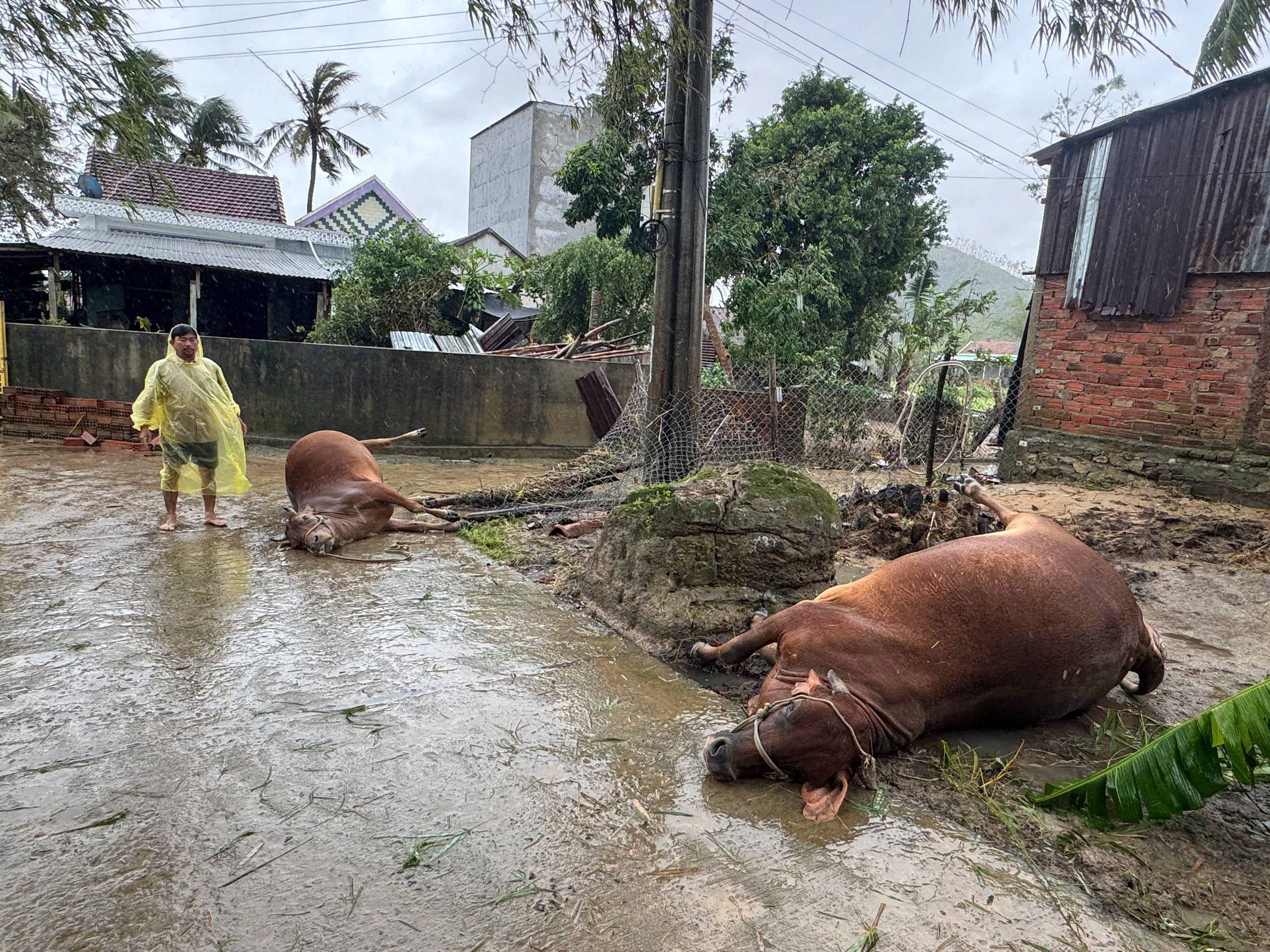bò chết - Ảnh 2.