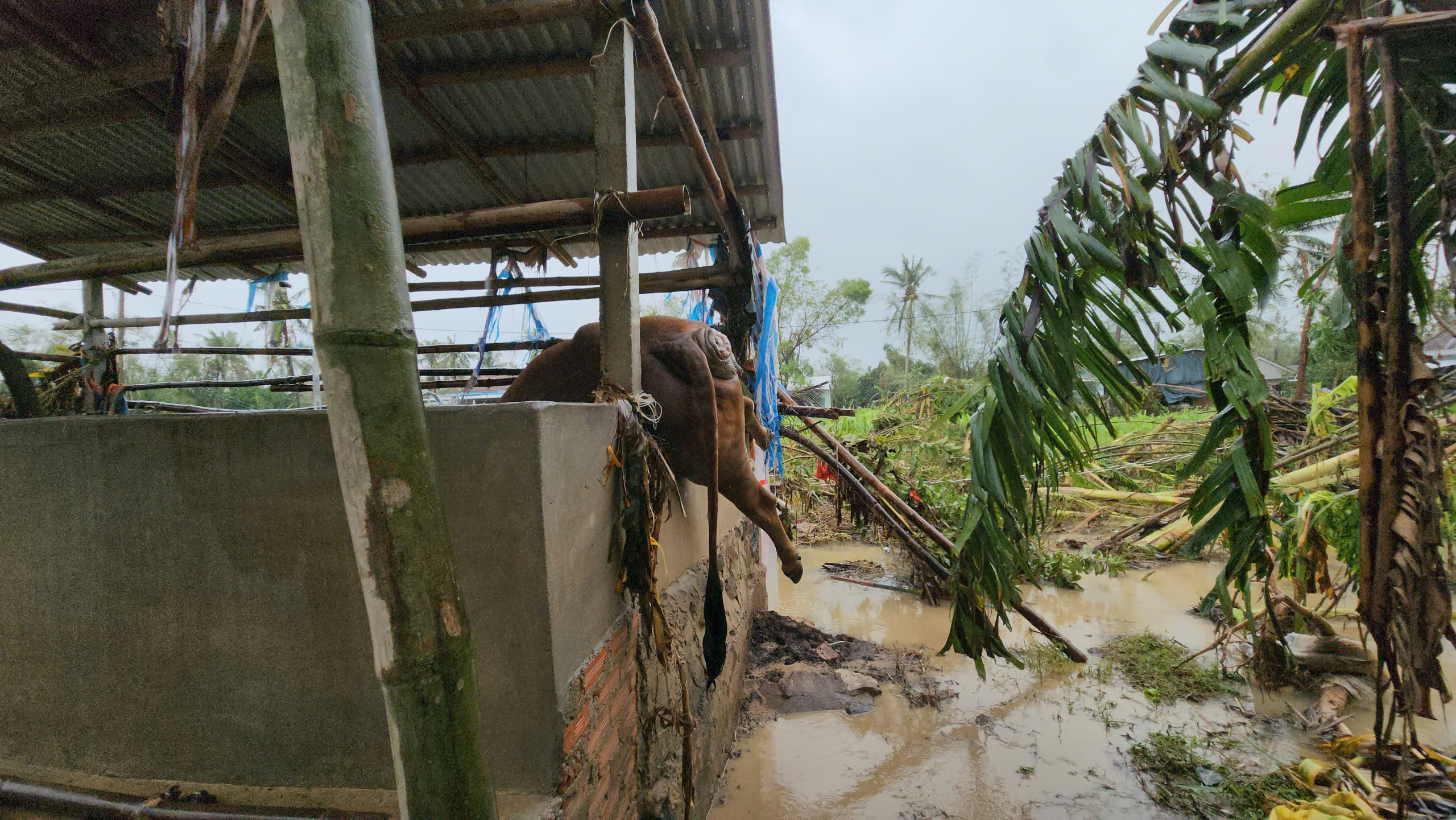 bò chết - Ảnh 5.