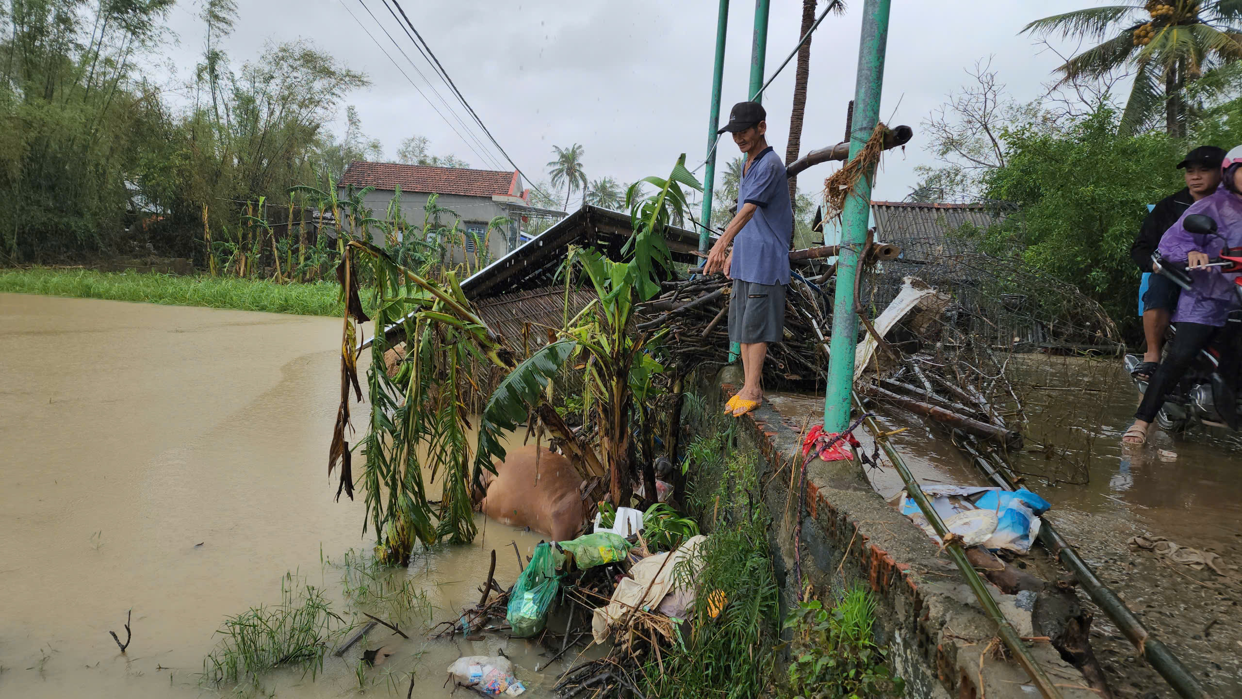 bò chết - Ảnh 7.