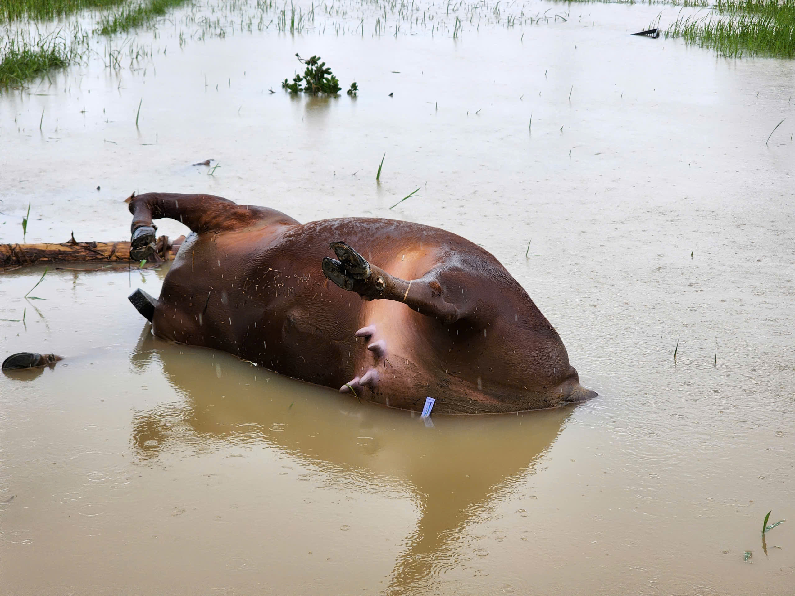 bò chết - Ảnh 6.