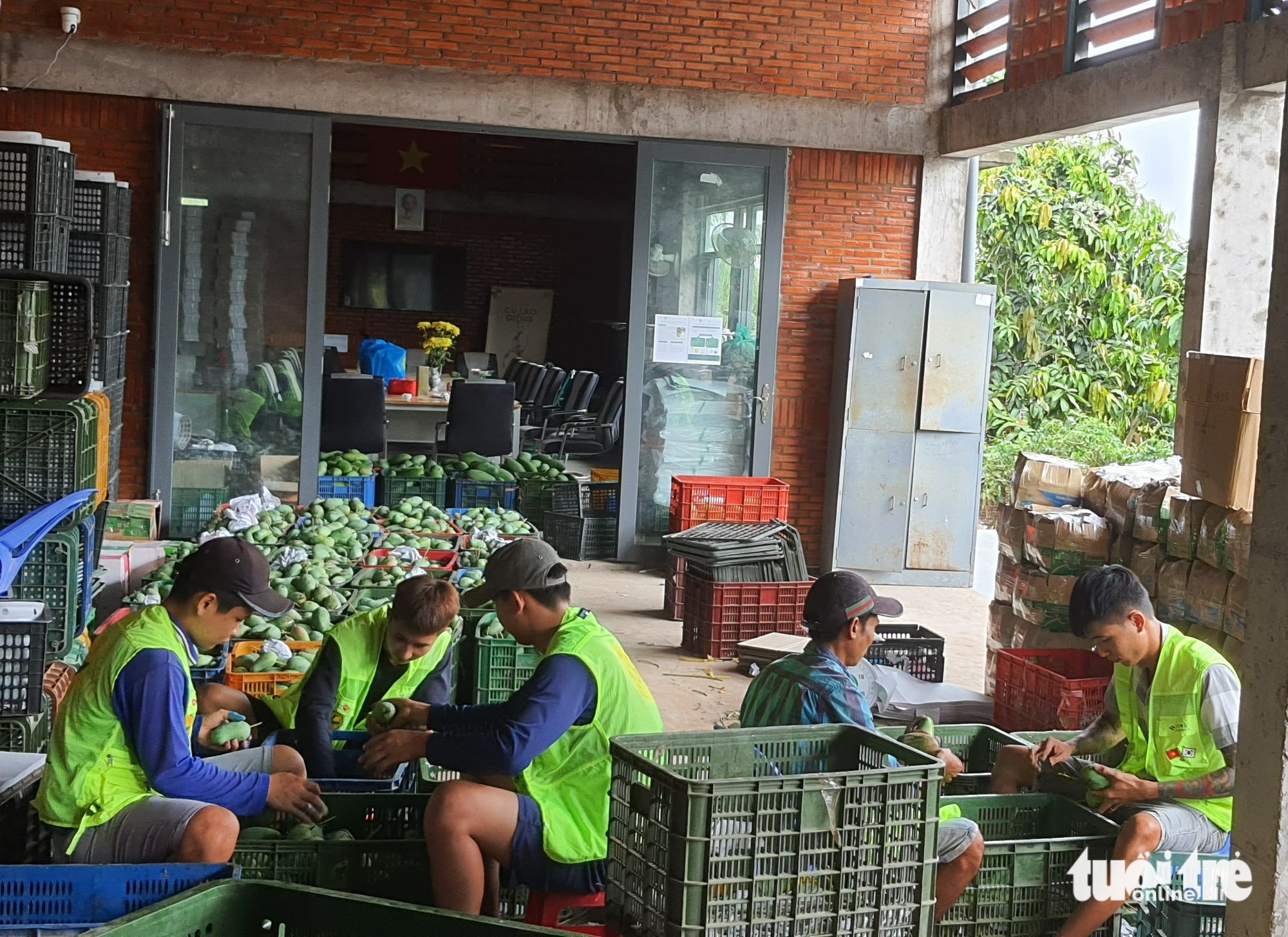 Vì sao xã Cù Lao Giêng trở thành 'thủ phủ' xoài miền Tây? - Ảnh 2.