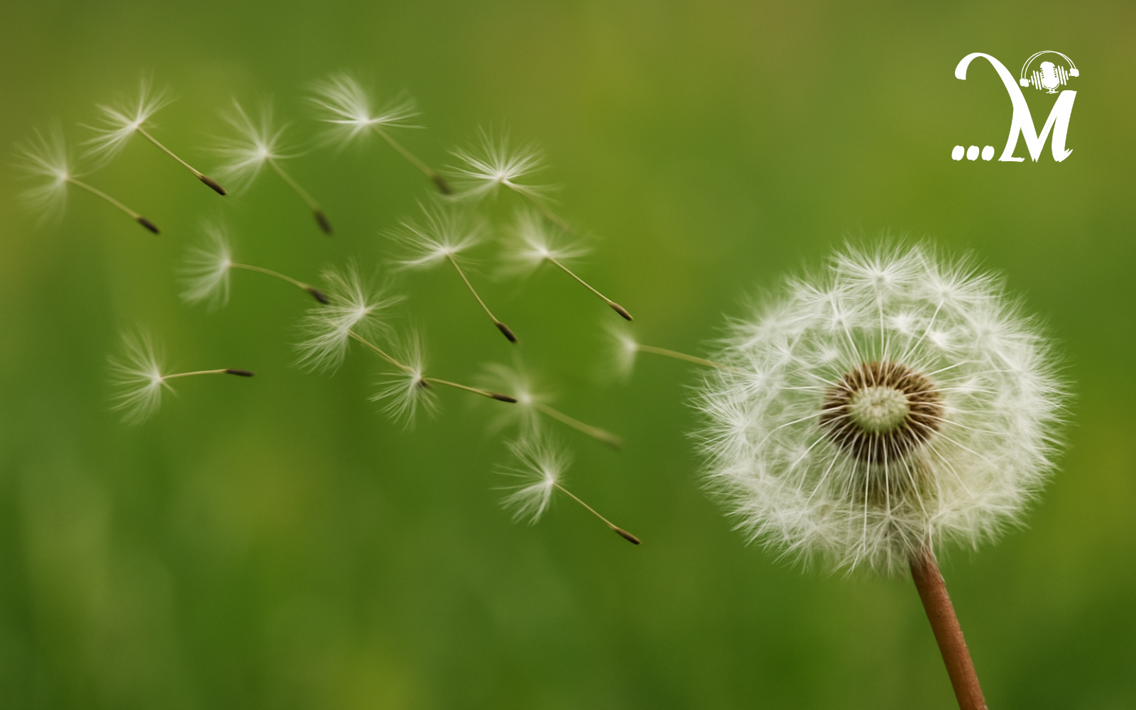 Podcast Mực Tím: Truyện ngắn Bồ công anh trước gió