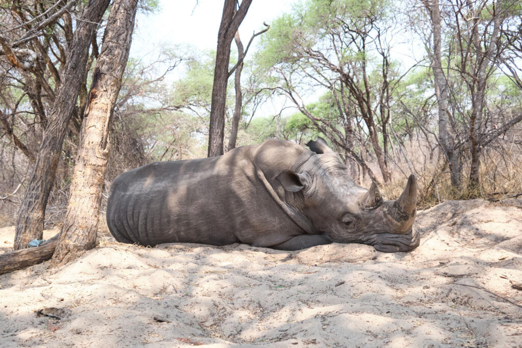 Rhino horn sales, shark protection on wildlife talks agenda- Ảnh 2.