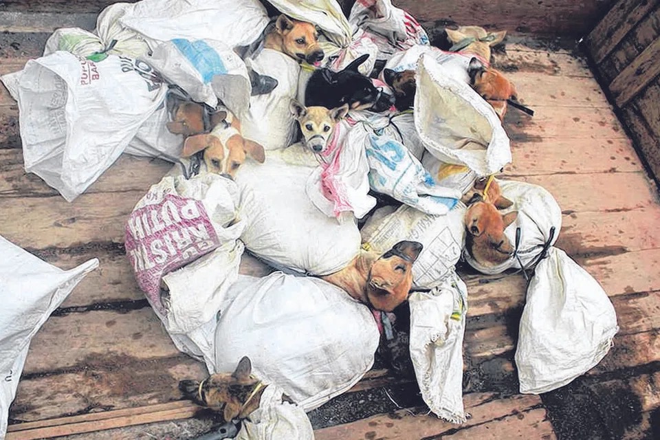 thịt chó - Ảnh 1.