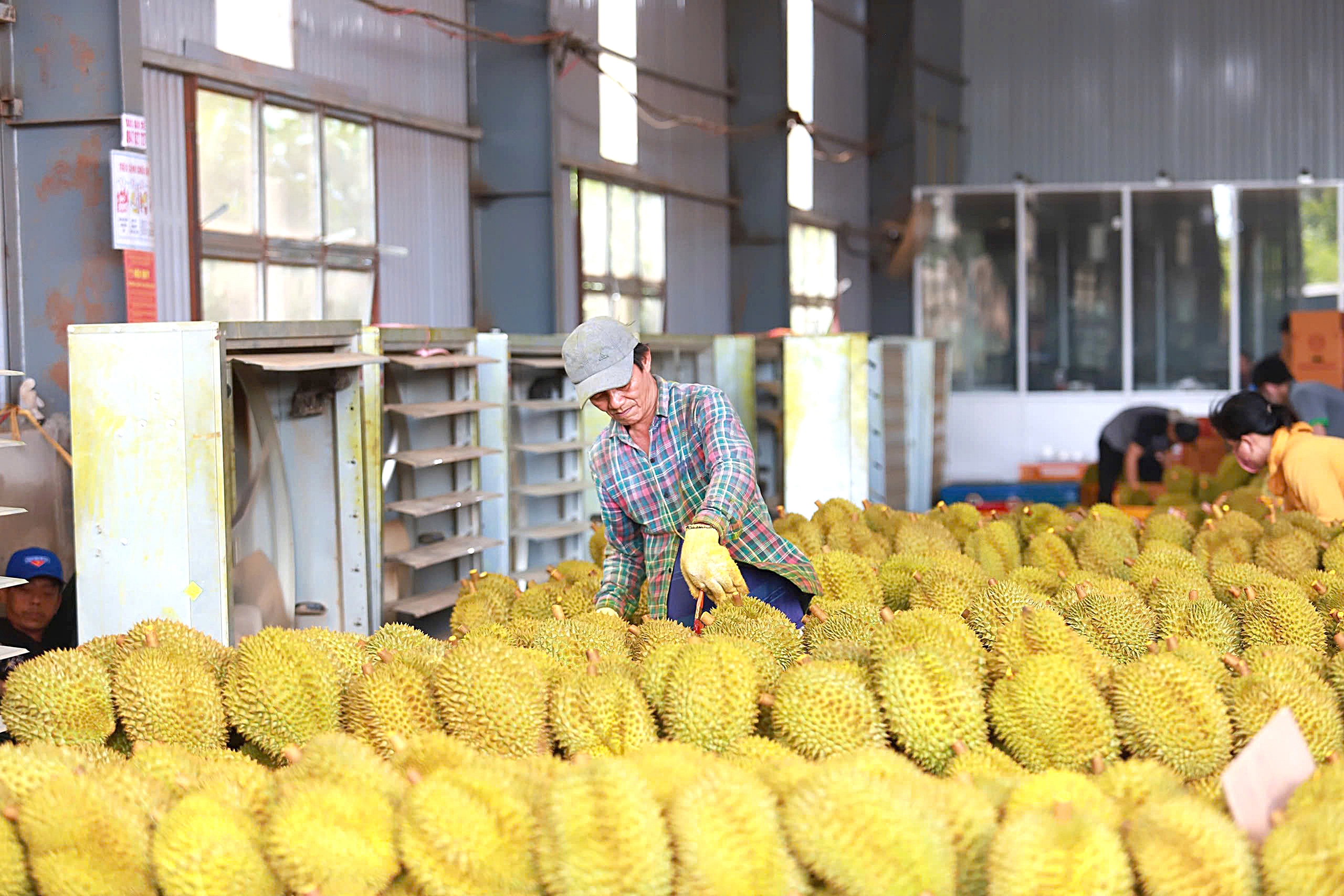 Đã có giải pháp căn cơ cho xuất khẩu sầu riêng - Ảnh 1. sầu riêng - Ảnh 1.