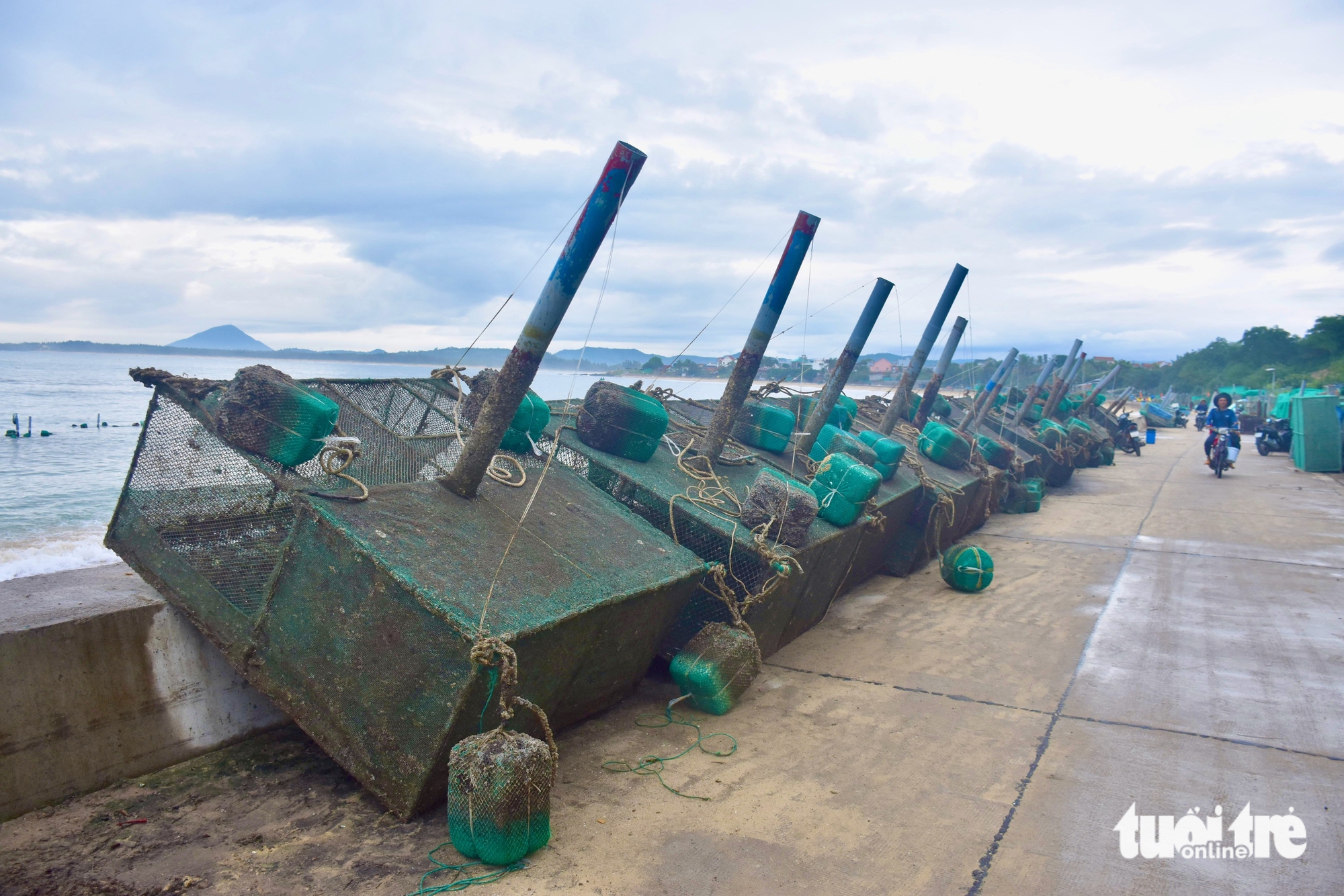 Tất bật đưa tôm hùm 'chạy' bão Kalmaegi- Ảnh 7. Tất bật đưa tôm hùm 'chạy' bão Kalmaegi- Ảnh 7.
