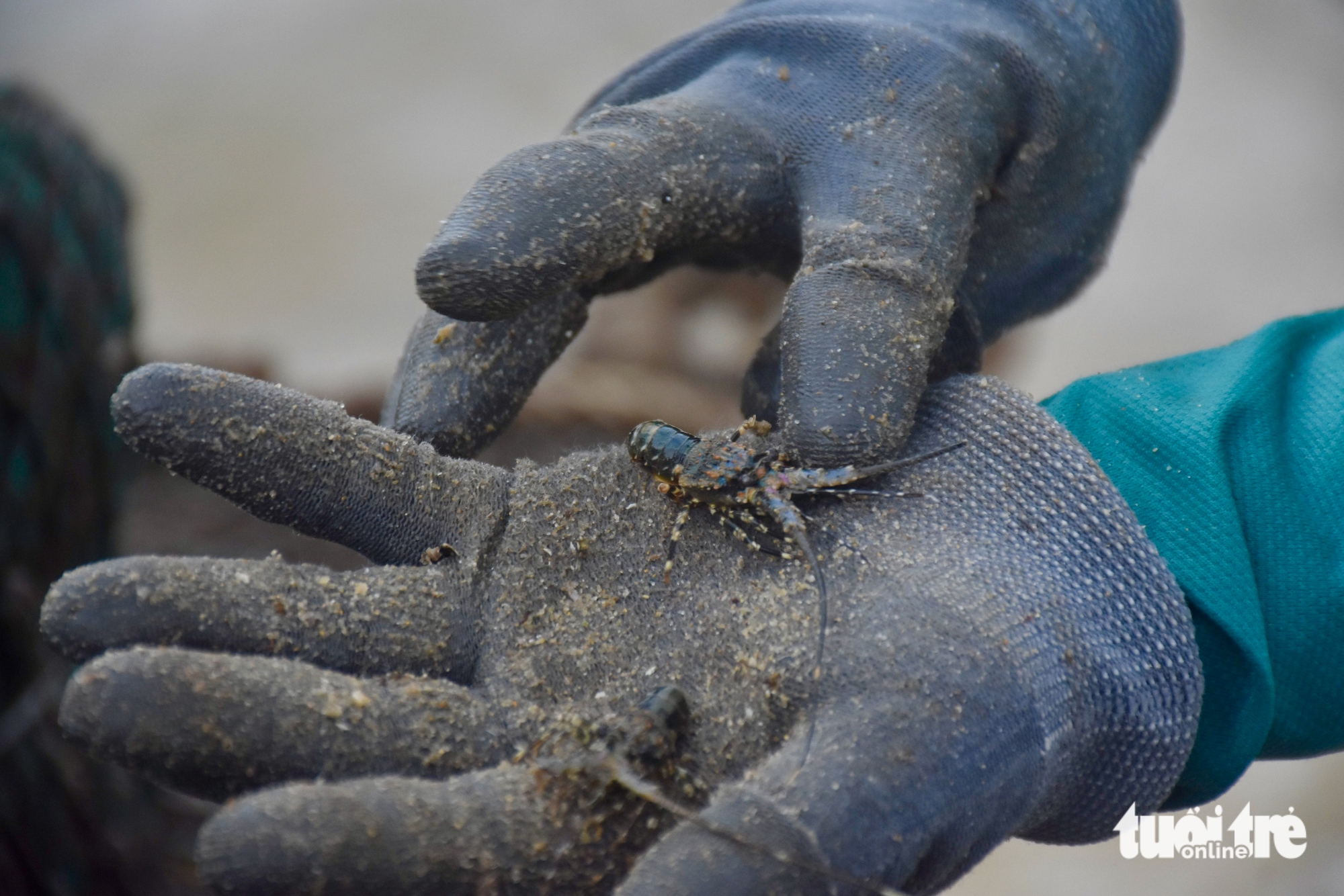 Tất bật đưa tôm hùm 'chạy' bão Kalmaegi- Ảnh 13. Tất bật đưa tôm hùm 'chạy' bão Kalmaegi- Ảnh 13.